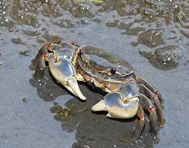 �A�V�n���K�j