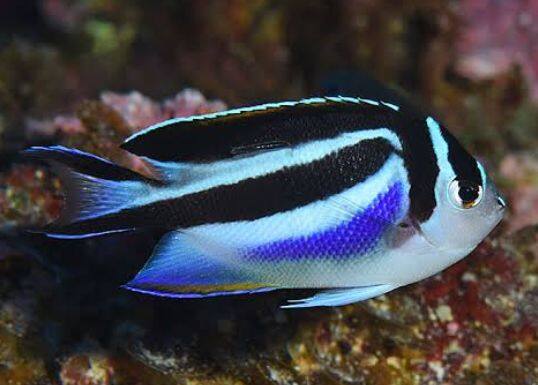 �t�J�~���b�R