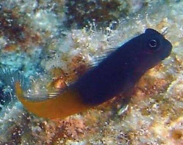 �t�^�C���J�G���E�I