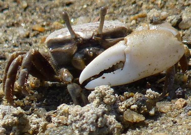 �n�N�Z���V�I�}�l�L