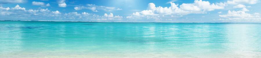 いおワールドの生き物たち