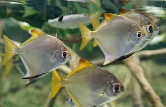 �q���c�o���E�I