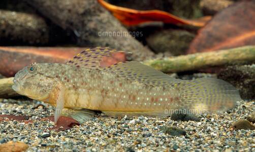 �C���R�n�[