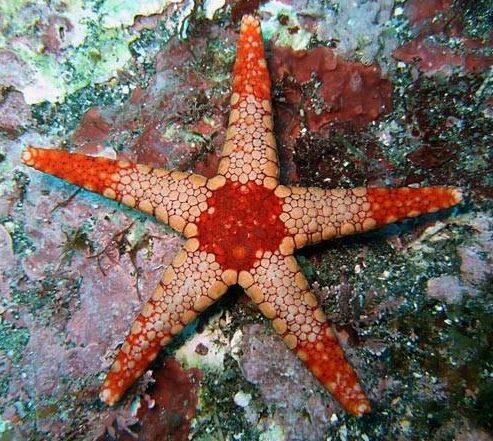 ジュズベリヒトデ