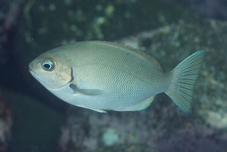 �N�����W�i