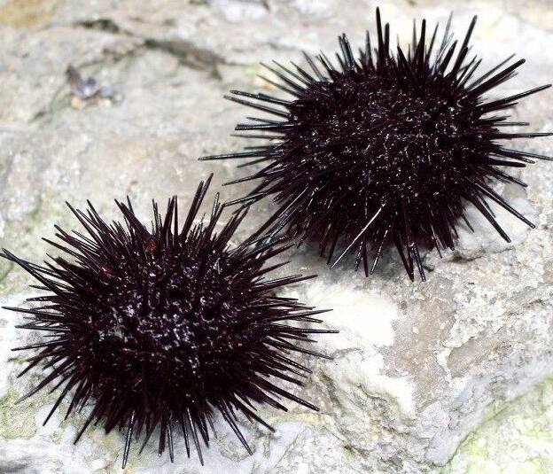 �����T�L�E�j