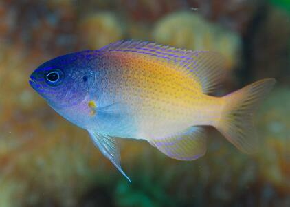 �������X�Y���_�C