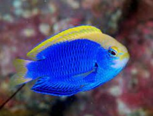 �Z�i�L�����X�Y���_�C