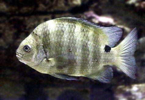 シマスズメダイ