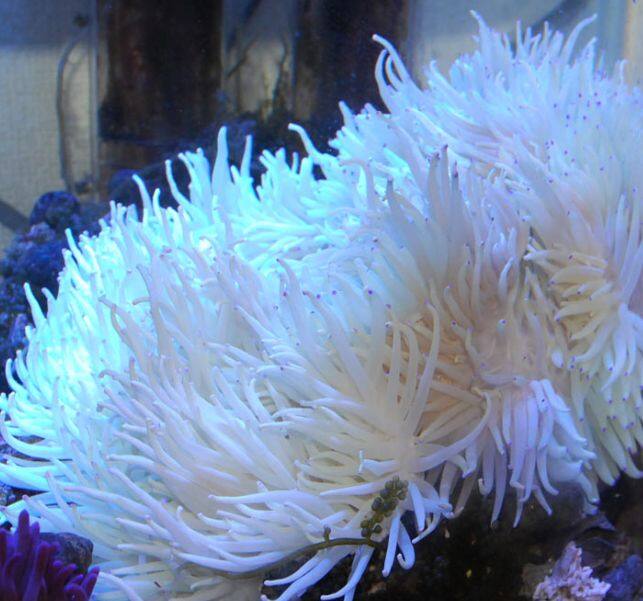 �V���C�g�C�\�M���`���N