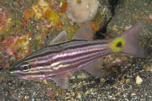 �����C�C�V���`