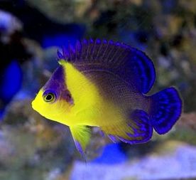 �X�~�����b�R