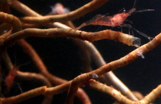 �^�M���J�N���G�r