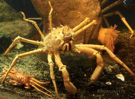 テナガオオホモラ