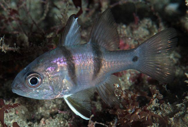 ヨコスジイシモチ