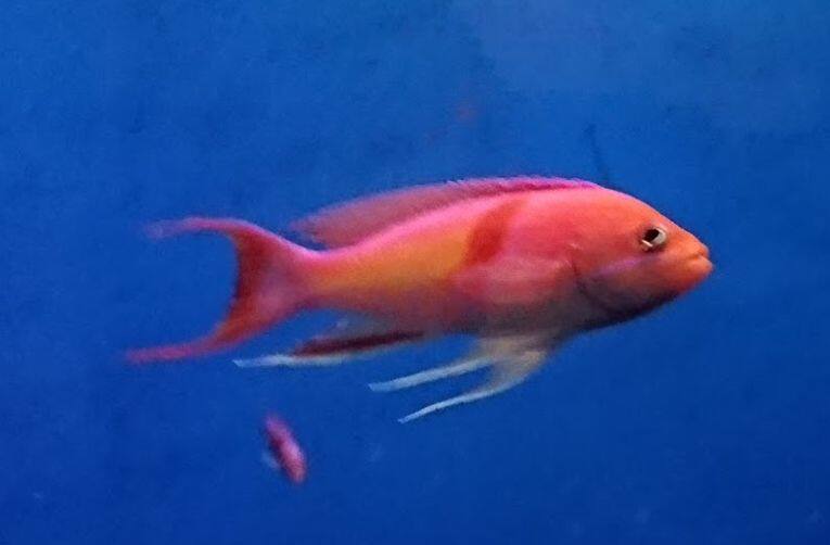 アカオビハナダイ