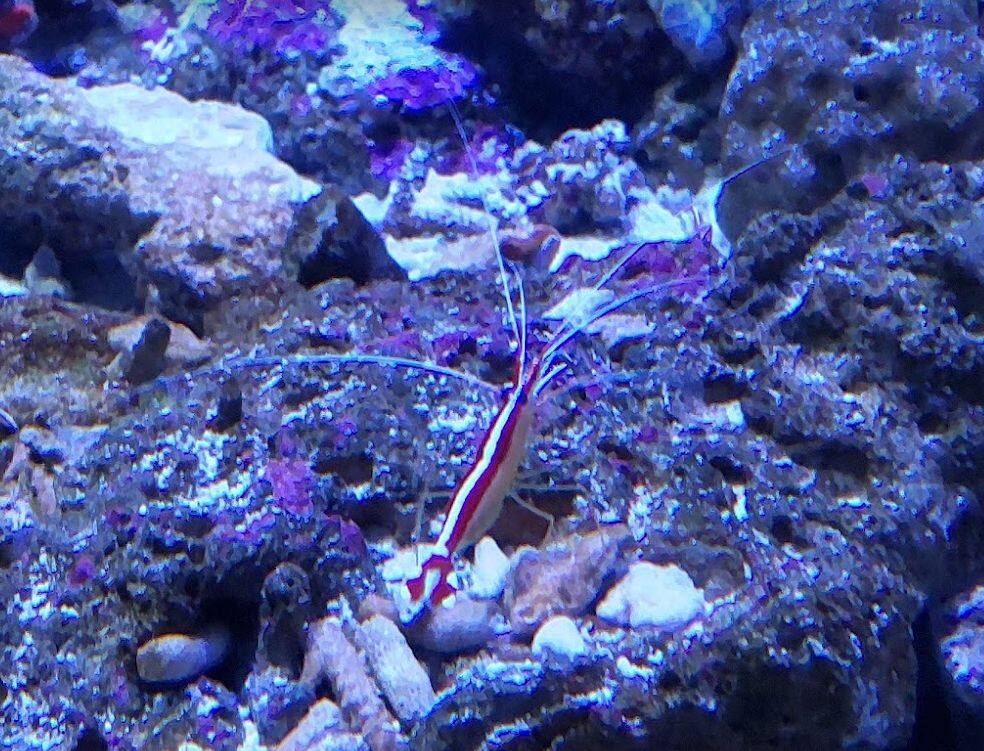 アカシマシラヒゲエビ