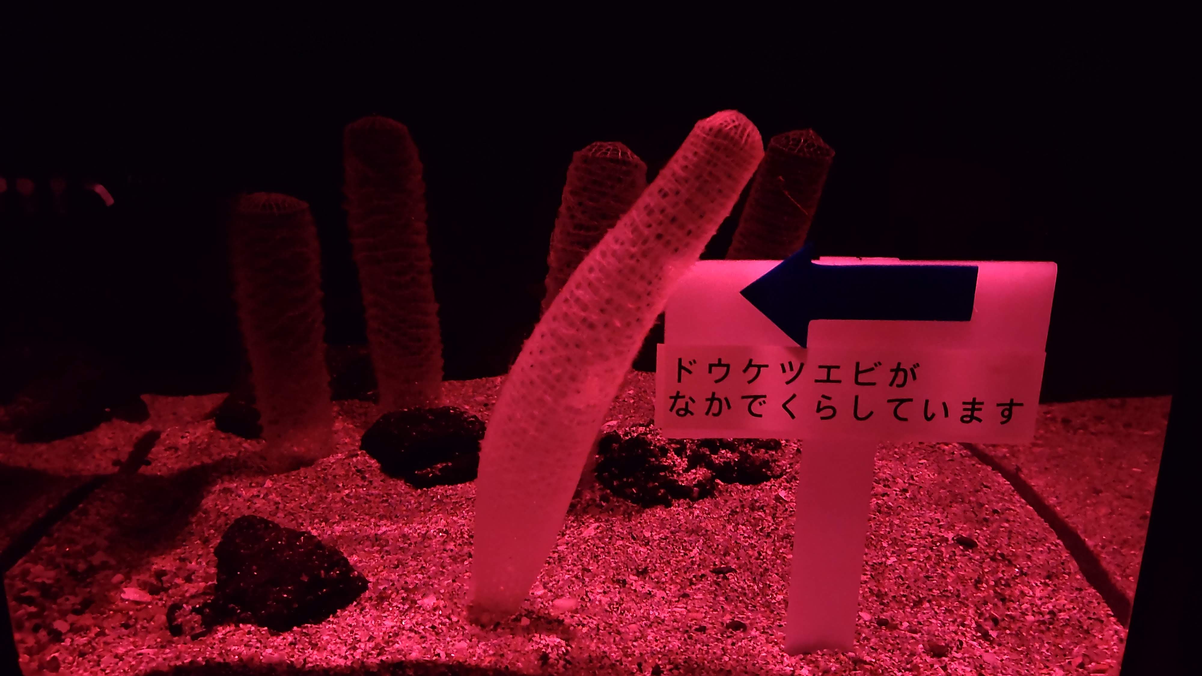 カイロウドウケツ