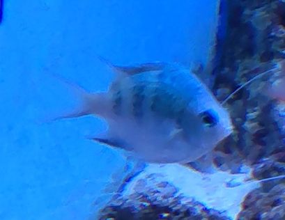 クラカオスズメダイ