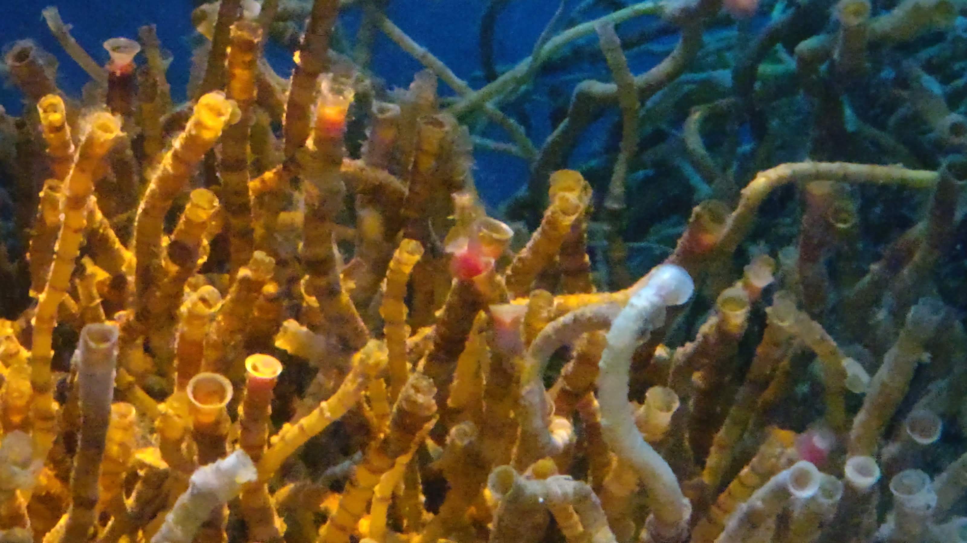 サツマハオリムシ