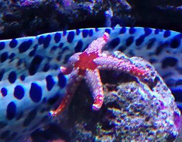 ジュズベリヒトデ