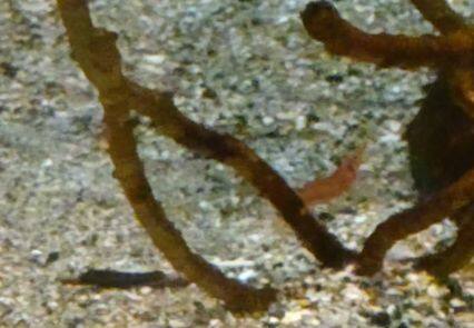 タギリカクレエビ