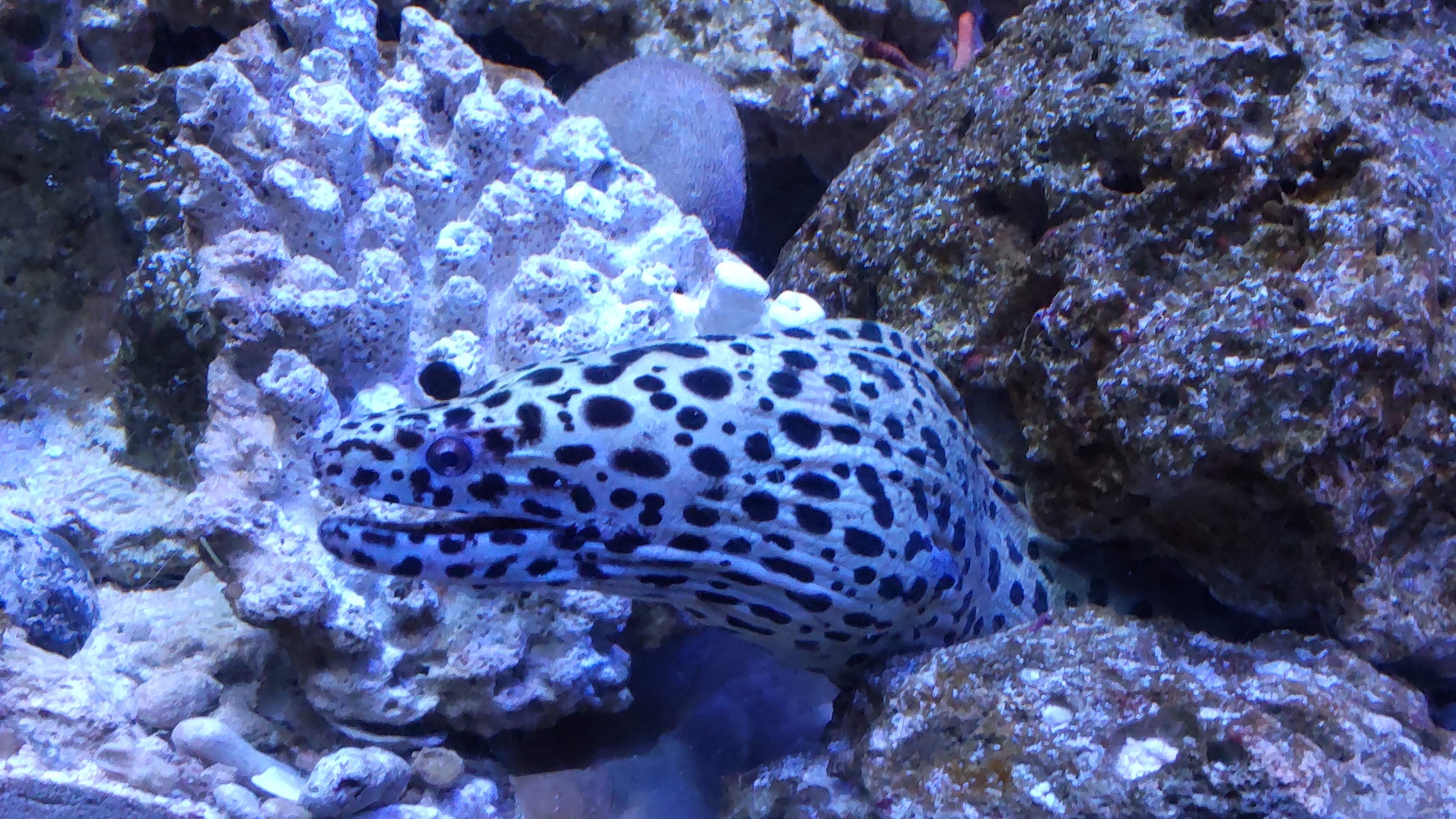 ニセゴイシウツボ