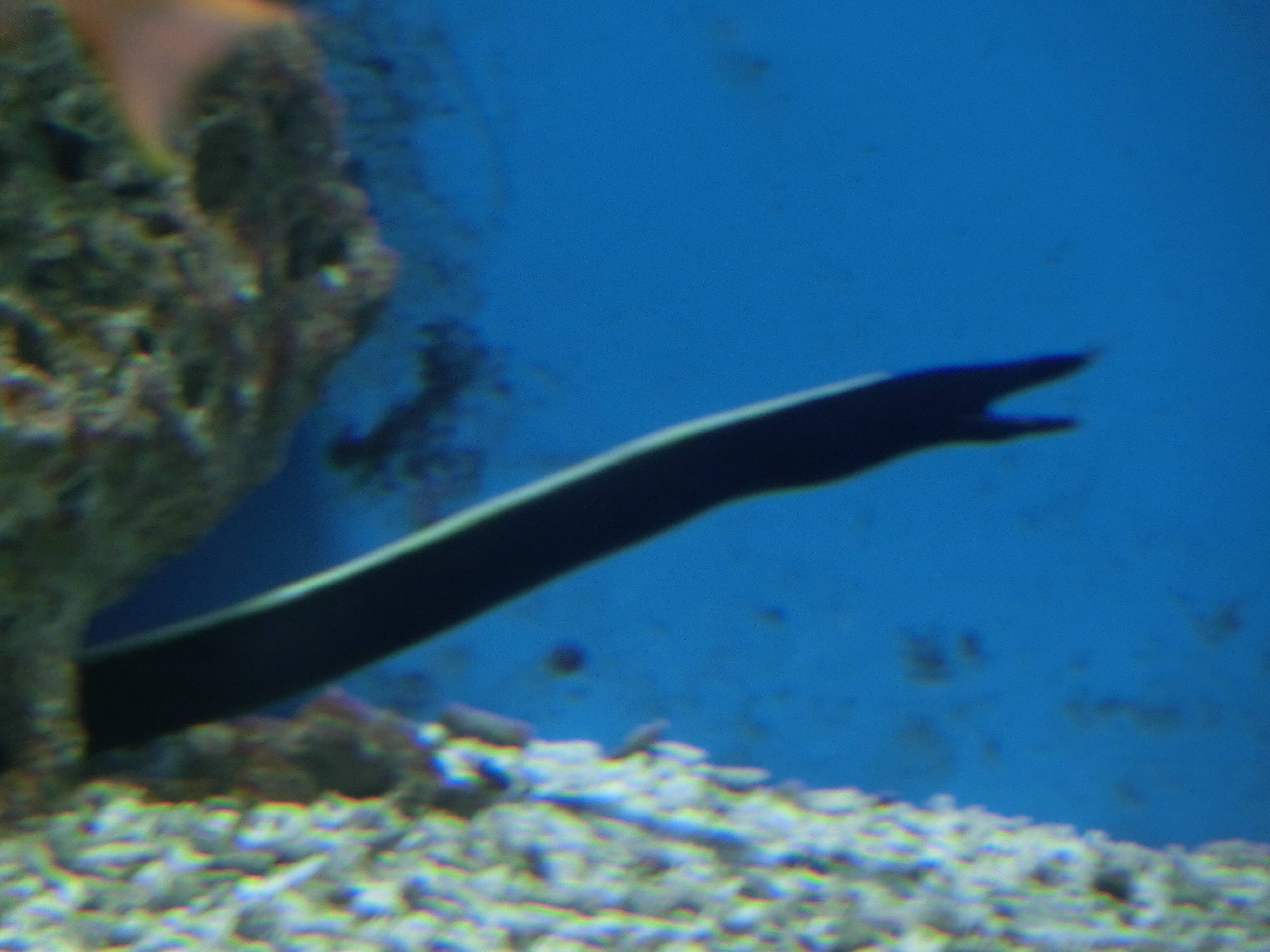 ハナヒゲウツボ