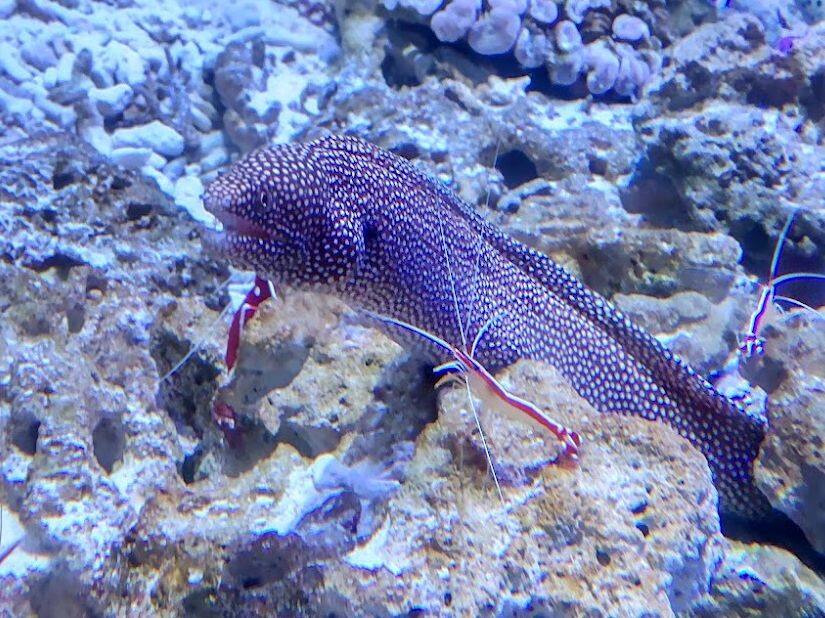 ハナビラウツボ