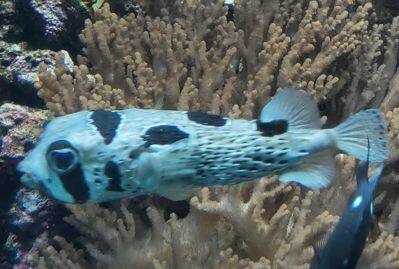 ヒトヅラハリセンボン