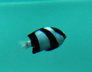 ミスジリュウキュウスズメダイ