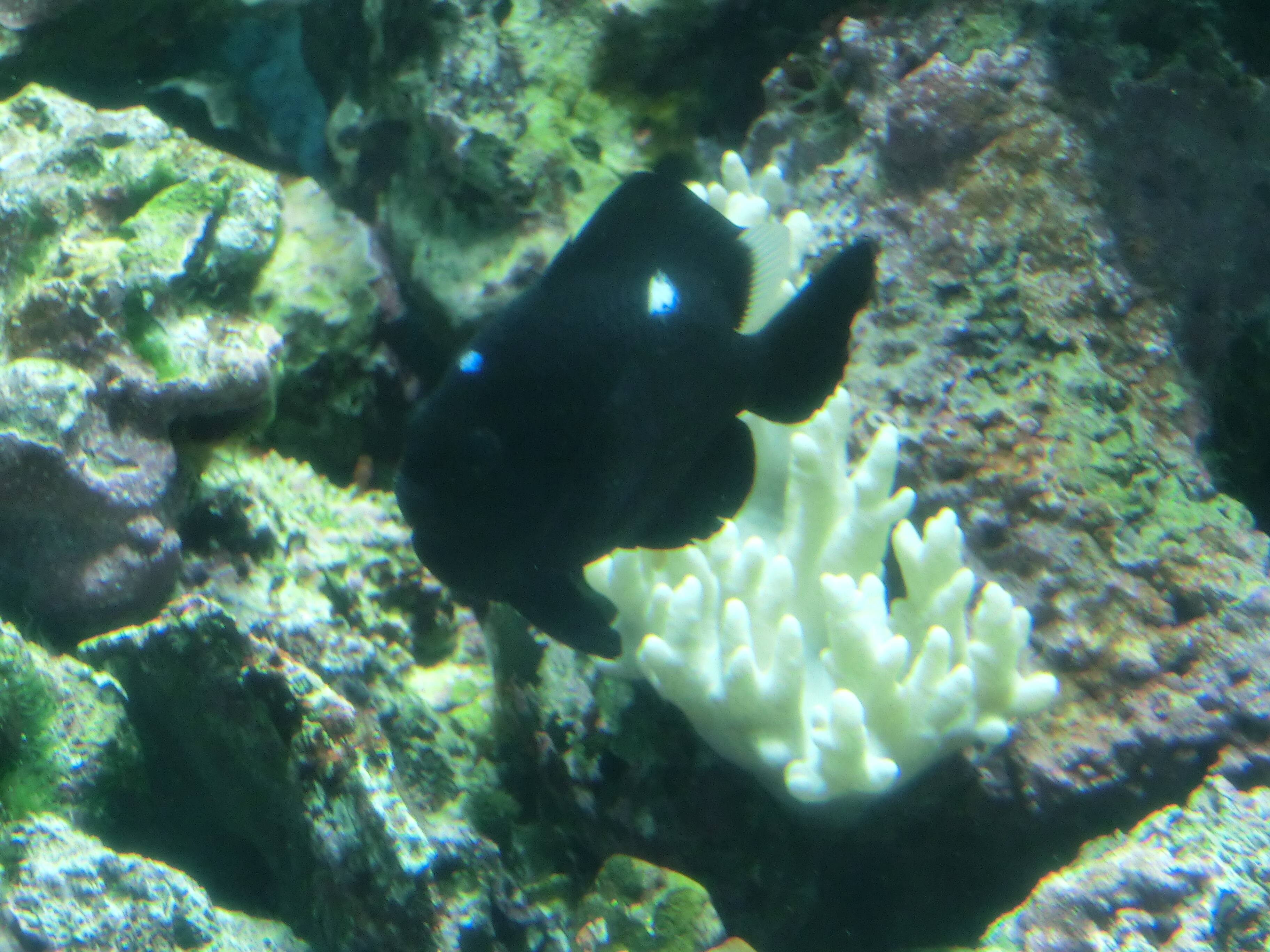 ミツボシクロスズメダイ