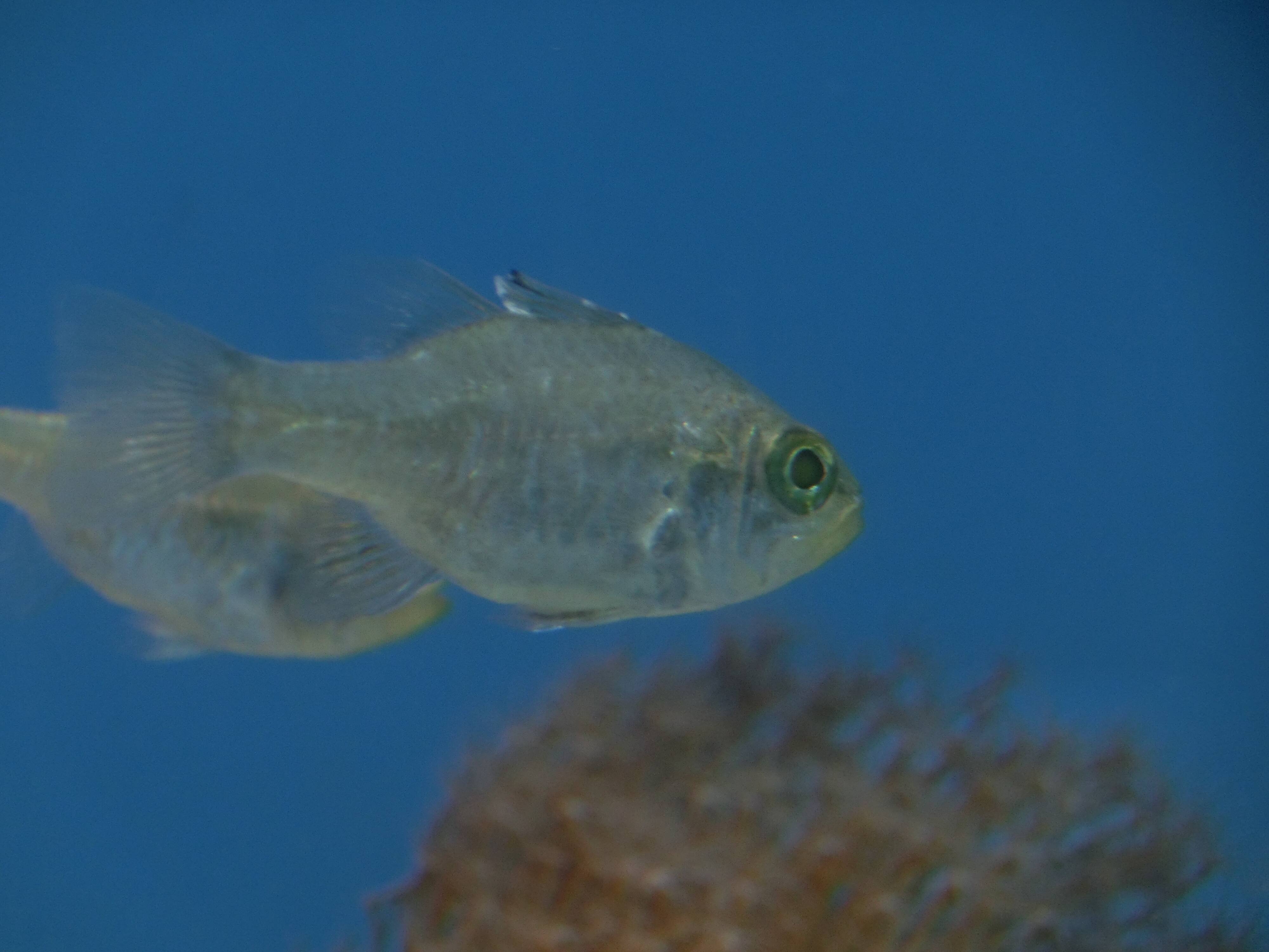 ミヤコイシモチ