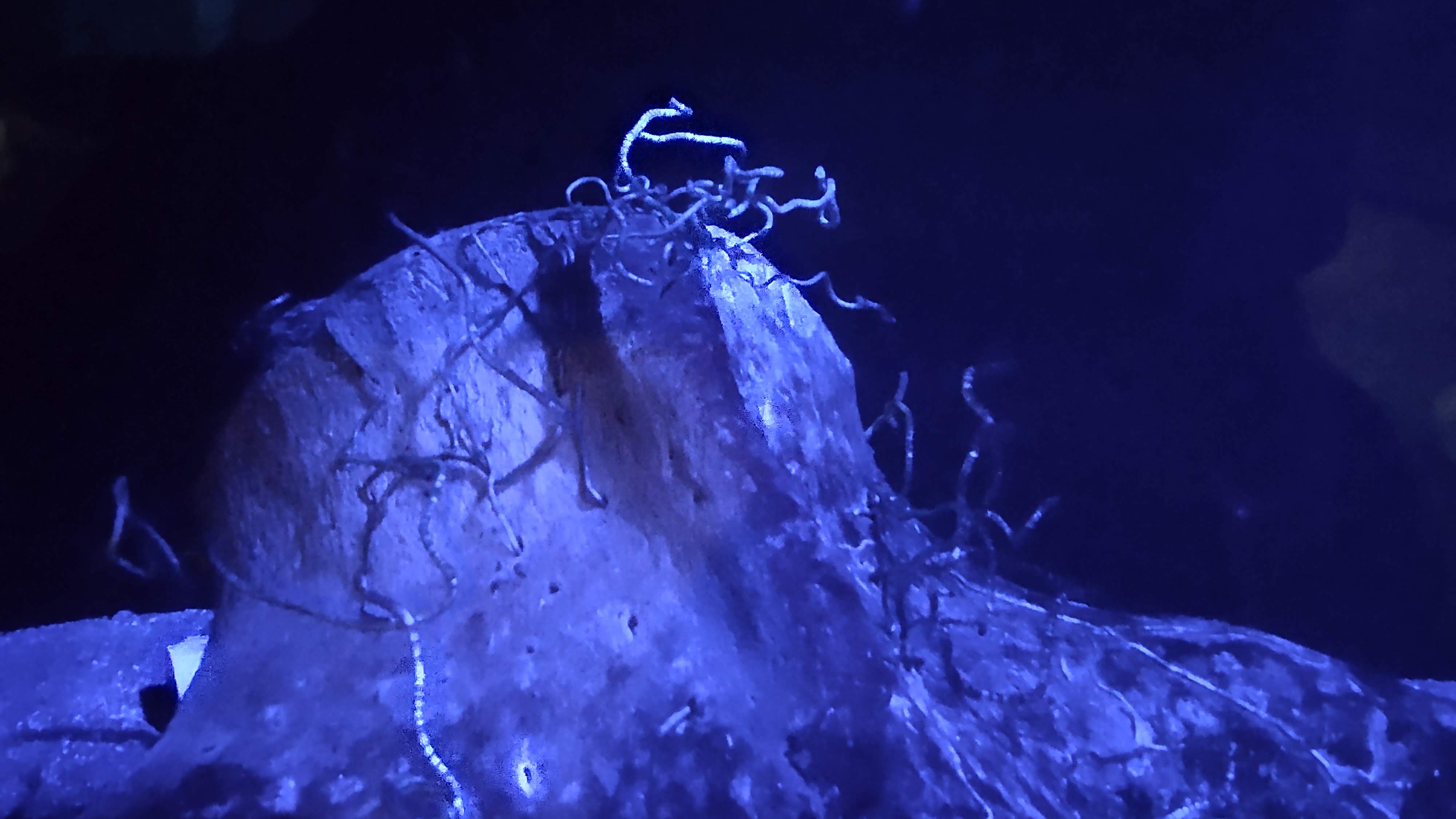 サツマハオリムシ